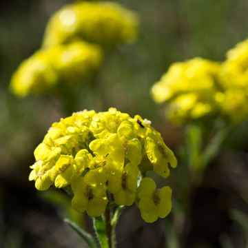 Alyssum Montanum Tekara