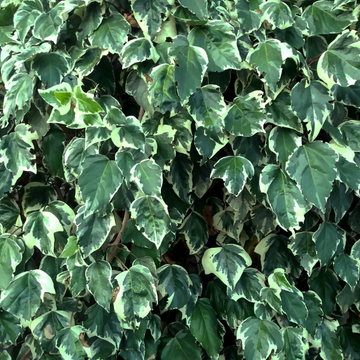 Lonicera Chinensis