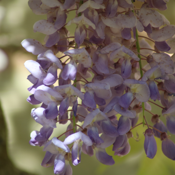 Glycine Variée - Wistéria