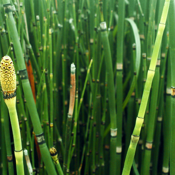 Prêle d'hiver - Equisetum