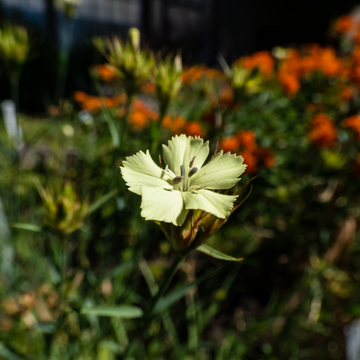 Œillet knappii - Dianthus knappii