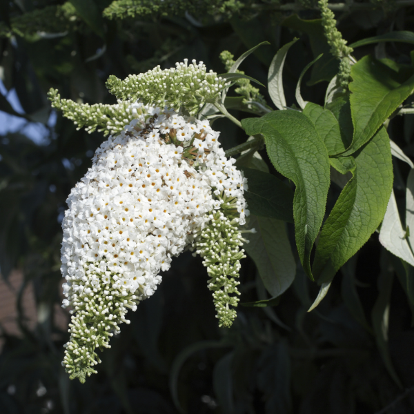Buddleia Davidii White Perfection