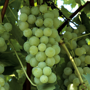 Vigne 'Italia' - Vitis vinifera 'Italia'