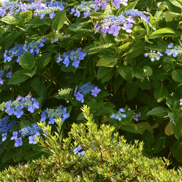 Hortensia 'Mariesii Perfecta' - Hydrangea macrophylla 'Mariesii Perfecta'