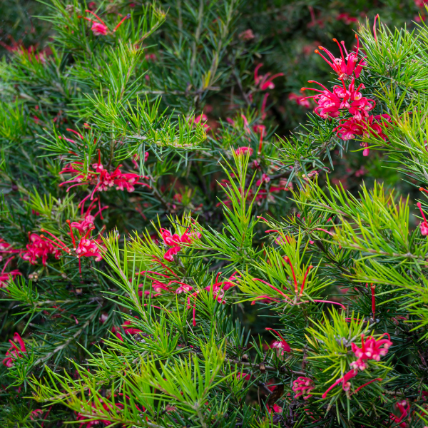 Grevillea Camberra