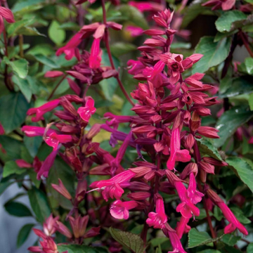 Sauge 'Wendy's Wish' - Salvia 'Wendy's Wish'