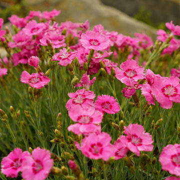 Œillet à delta, œillet couché 'Brillant' - Dianthus deltoides 'Brillant'
