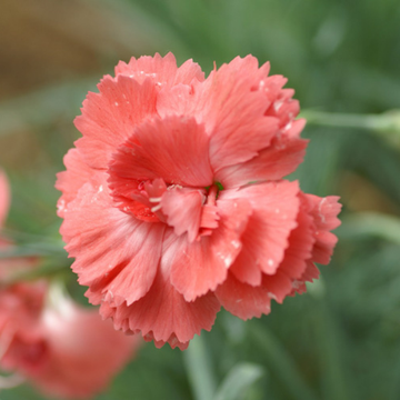 Oeillet Mignardise Saumon Foncé - Dianthus Plumarius 'Diane'
