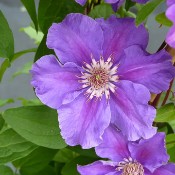Clématite 'Ashva' - Clematis 'Asvha'
