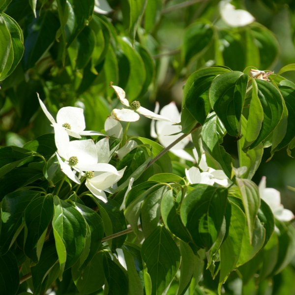 Cornus Kousa China Girl