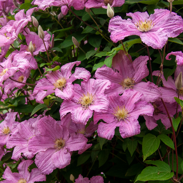 Clematis Comtesse de Bouchaud