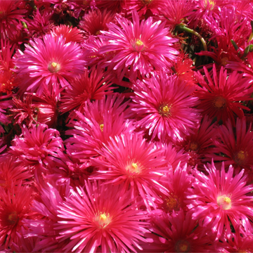 Pourpier vivace rouge carmin -Delosperma cooperi
