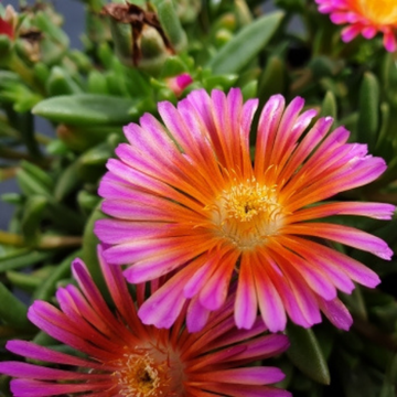 Pourpier 'Ocean Sunset Orange Glow' - Delosperma 'Ocean Sunset Orange Glow'