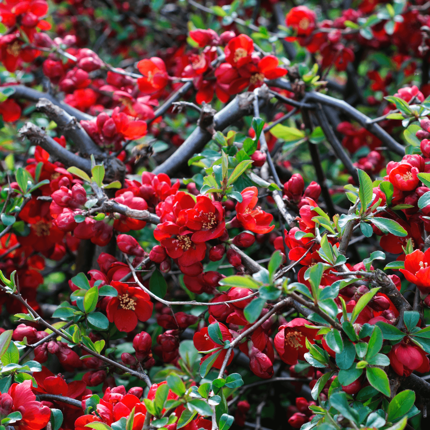 Cognassier du Japon 'Hot Fire' - Chaenomeles speciosa 'Hot Fire' - FLEURANDIE