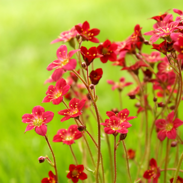 Saxifrage Arendsii Touran Deep red- Saxifraga Arendsii Touran Deep Red