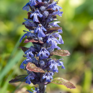 Bugle rampant 'Chocolate Chips' - Ajuga reptans 'Chocolate Chips'
