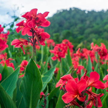 Canna Mix