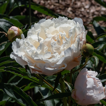 Pivoine De Chine 'Immaculée' - Paeonia Lactiflora 'Immaculée'