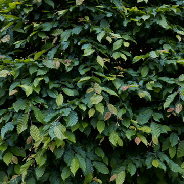 Charme commun 'Fastigiata' - Carpinus betulus 'Fastigiata'
