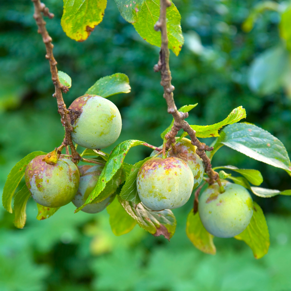Prunier 'Reine Claude Verte' - Prunus domestica 'Reine Claude Verte'