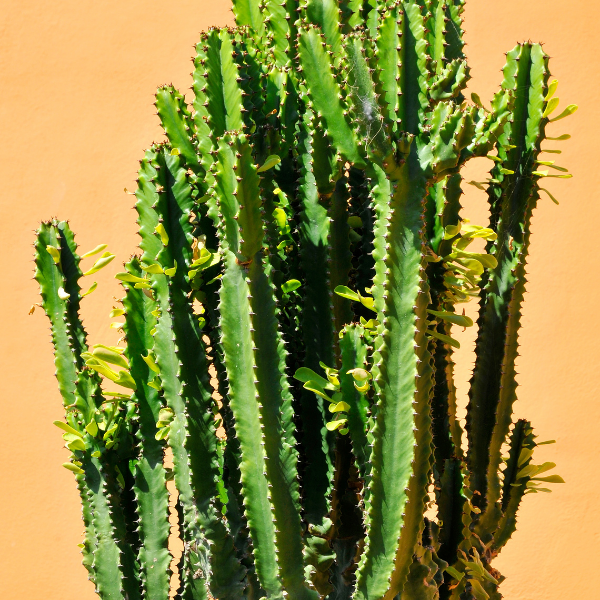 Cactus Euphorbia - Euphorbia Inges