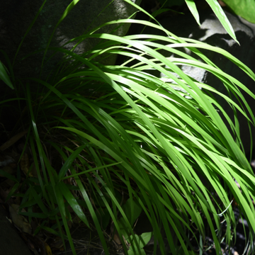 Laîche 'Irish Green' - Carex foliosissima 'Irish Green'