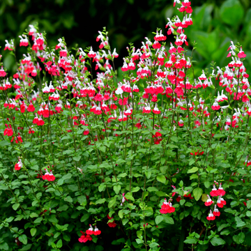 Sauge à petites feuilles 'Grahamii' - Salvia microphylla 'Grahamii'