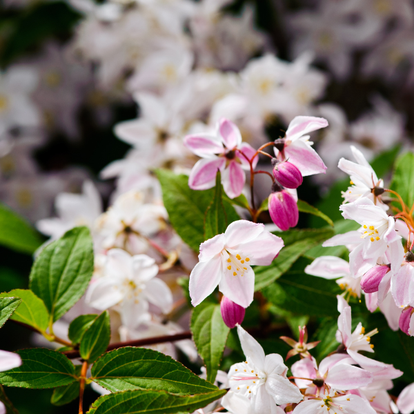 Deutzia Purperascens Kalmiliflora