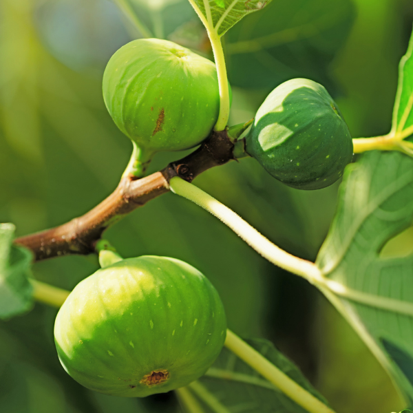 Figuier 'De Marseille' - Ficus carica 'De Marseille'
