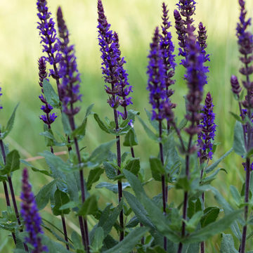 Sauge nemorosa 'Caradonna' - Salvia nemorosa 'Caradonna'