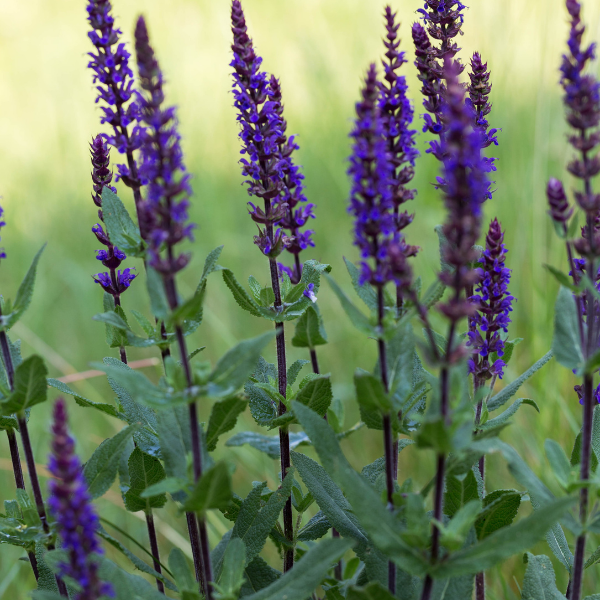 Sauge nemorosa 'Caradonna' - Salvia nemorosa 'Caradonna'
