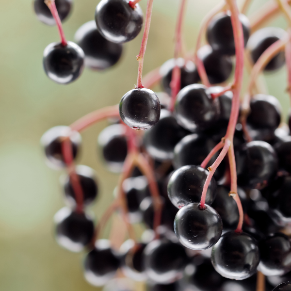 Sureau noir 'Haschberg' - Sambucus nigra 'Haschberg'