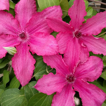 Clématite 'Barbara - Clematis 'Barbara