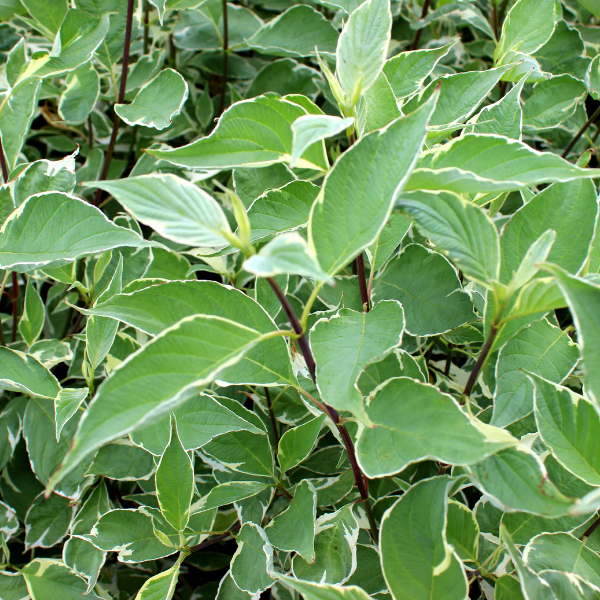 Cornus Stolonifera White And Gold