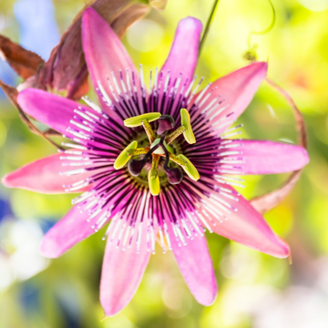 Passiflore 'Victoria' - Passiflora 'Victoria'