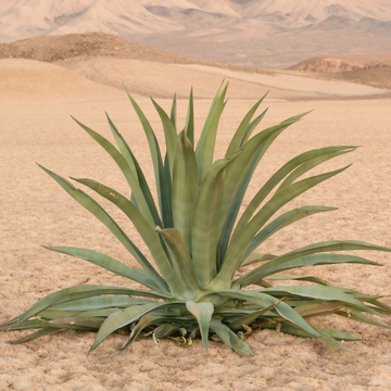 Agave Weberi
