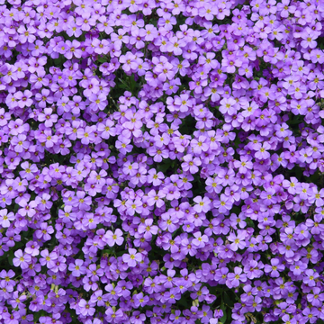 Aubriete violette - Aubrieta violette