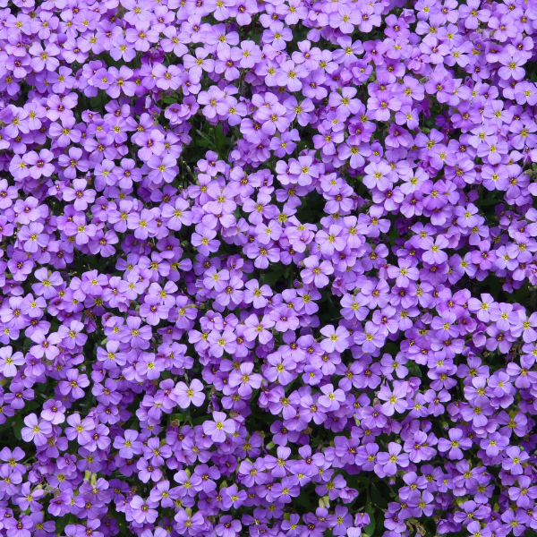Aubriete violette - Aubrieta violette