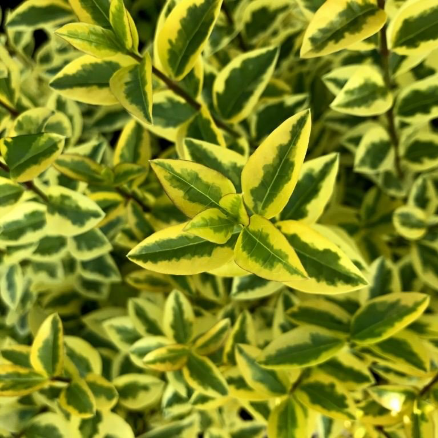 Troène de Californie 'Aureum' - Ligustrum ovalifolium 'Aureum'