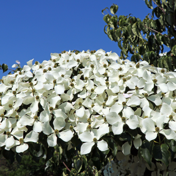 Cornus Kousa Schmetterling