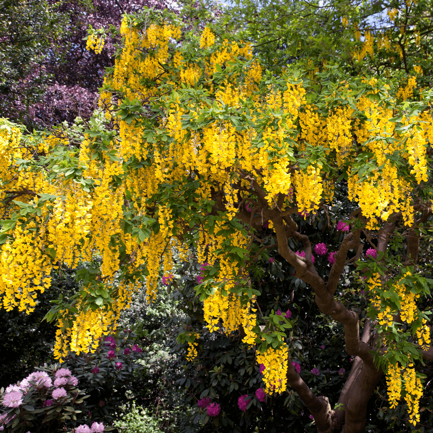 Cytise commun, Faux ébénier - Laburnum anagyroides - FLEURANDIE