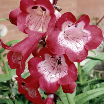 Penstemon Picotee Red