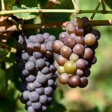Vigne 'Frankenthaler' - Vitis vinifera 'Frankenthaler'