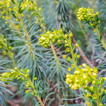 Euphorbe feuillage vert jaune -  characias subsp. wulfenii