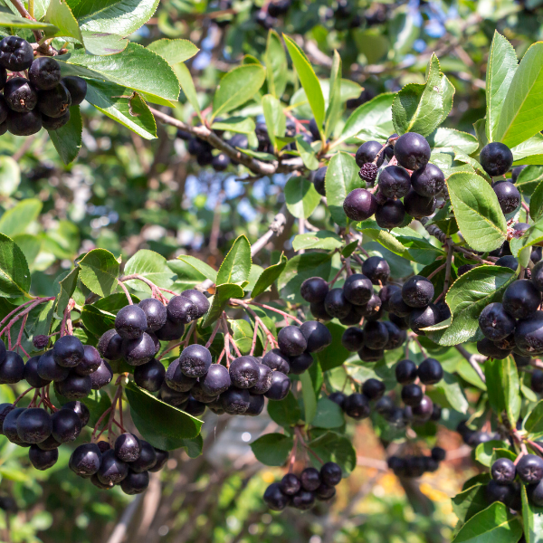 Aronia Melanocarpa Nero