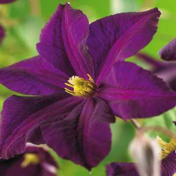 Clematis 'Romantika' - Clematis 'Romantika'