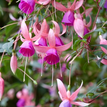 Fuchsia 'Paula Jane' - Fuchsia Hybrida 'Paula Jane'