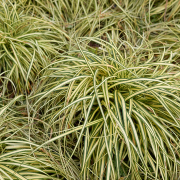Laîche d'Oshima 'Evercream' - Carex oshimensis 'Evercream'
