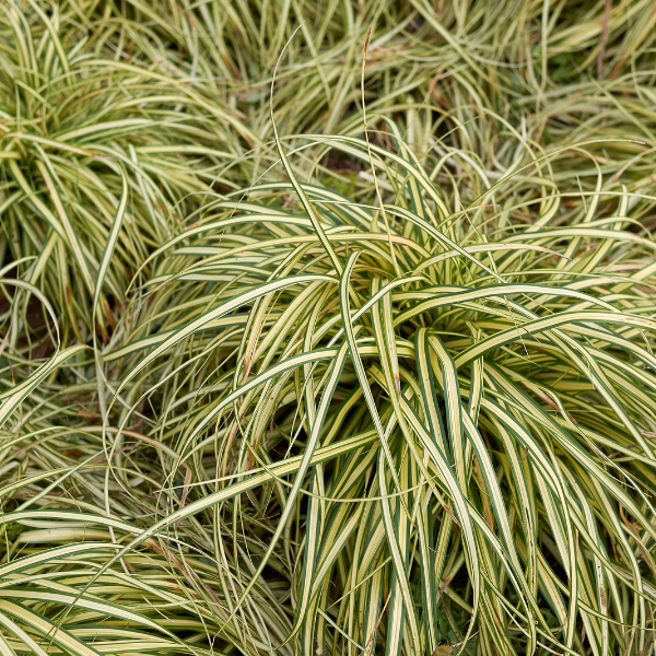 Laîche d'Oshima 'Evercream' - Carex oshimensis 'Evercream'