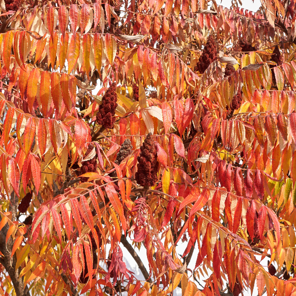 Sumac de Virginie Tiger Eyes - Rhus Typhina Tiger Eyes